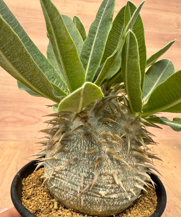 Pachypodium rosulatum v.eburneum 6 Seeds