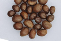 Pseudobombax ellipticum 5 Seeds