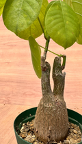 Pseudobombax ellipticum 5 Seeds
