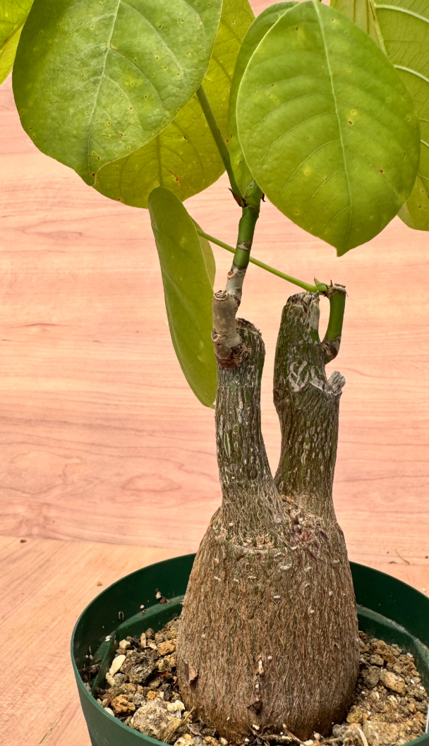 Pseudobombax ellipticum 5 Seeds