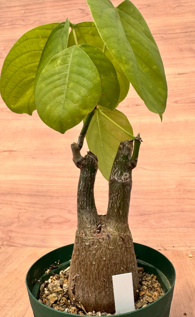 Pseudobombax ellipticum 5 Seeds