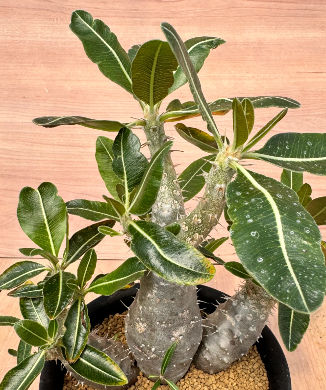 Pachypodium rosulatum var. cactipes 6 Seeds