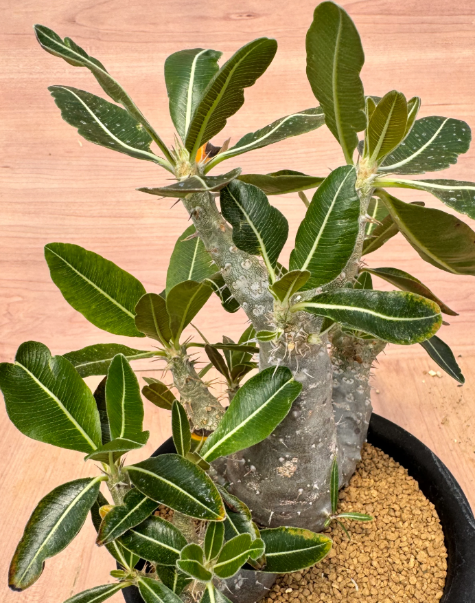 Pachypodium rosulatum var. cactipes 6 Seeds