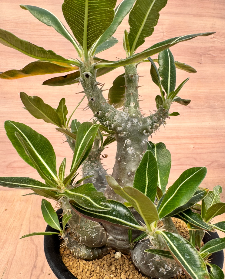 Pachypodium rosulatum var. cactipes 6 Seeds