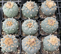 Lophophora fricii 10 Seeds