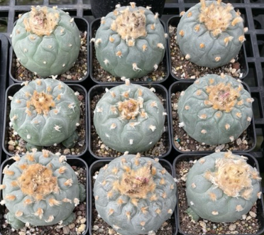 Lophophora fricii 10 Seeds