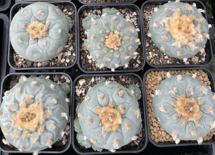 Lophophora fricii 10 Seeds