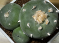 Lophophora diffusa 10 Seeds