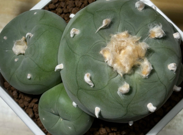 Lophophora diffusa 10 Seeds