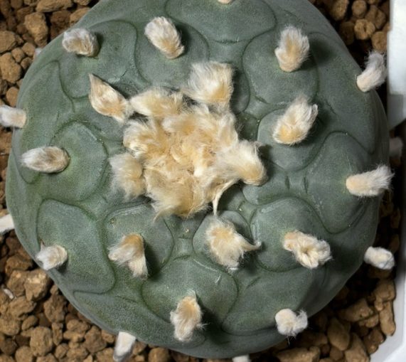 Lophophora diffusa 10 Seeds