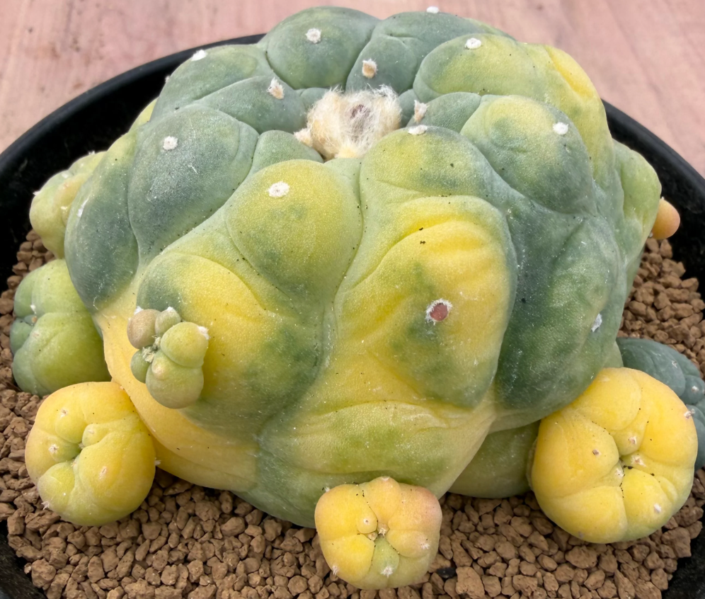 Lophophora fricii f. variegated 10 Seeds