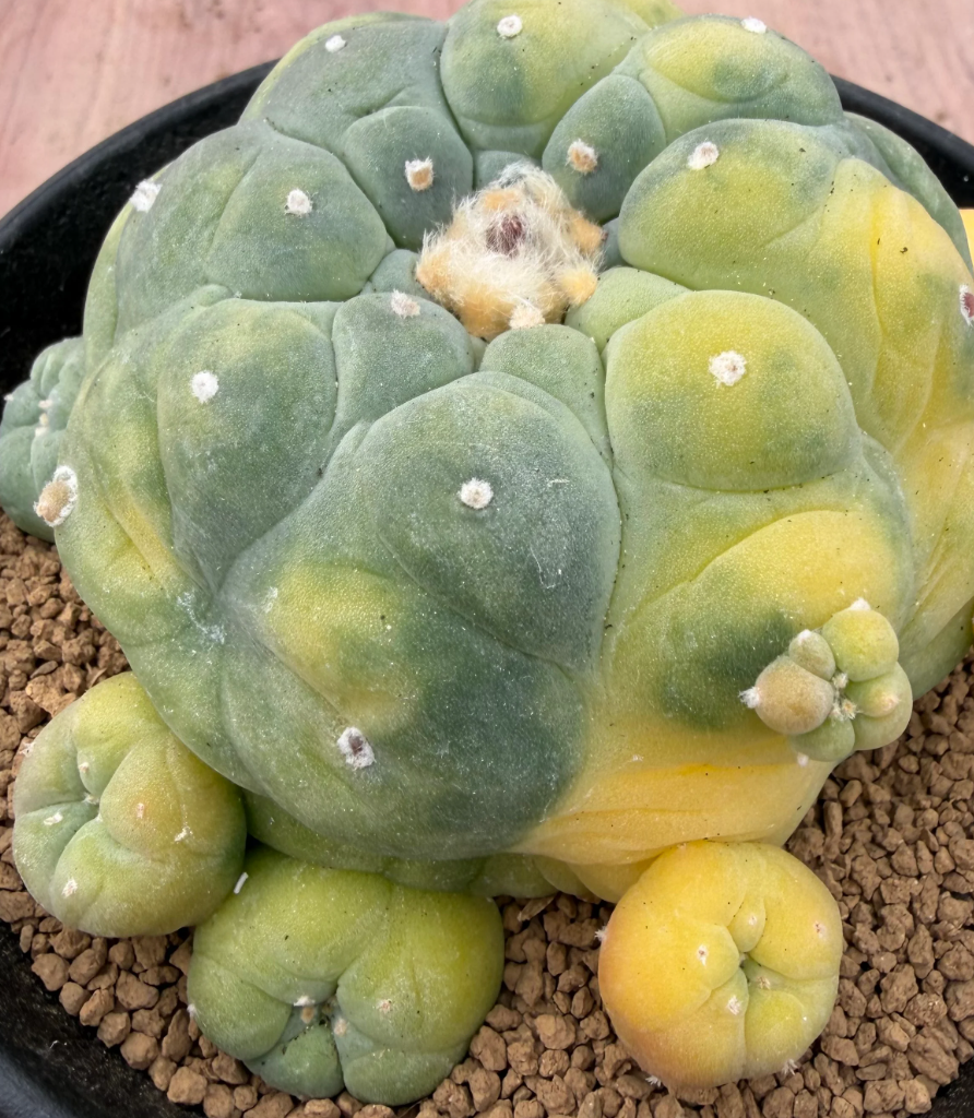Lophophora fricii f. variegated 10 Seeds