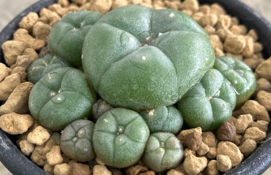 Lophophora williamsii 10 Seeds