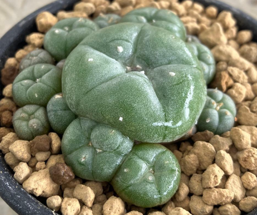 Lophophora williamsii 10 Seeds