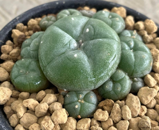 Lophophora williamsii 10 Seeds