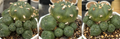 Lophophora williamsii f. jourdaniana 10 Seeds