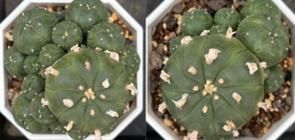 Lophophora williamsii f. jourdaniana 10 Seeds