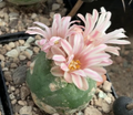 Lophophora alberto-vojtechii 10 Seeds