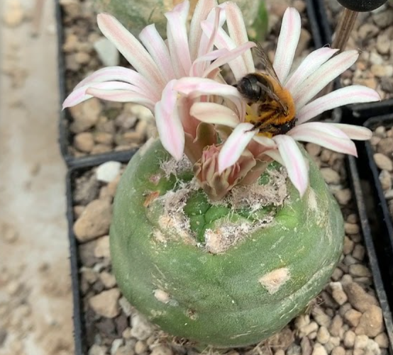 Lophophora alberto-vojtechii 10 Seeds