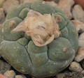 Lophophora koehresii 10 Seeds