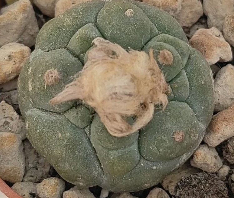 Lophophora koehresii 10 Seeds