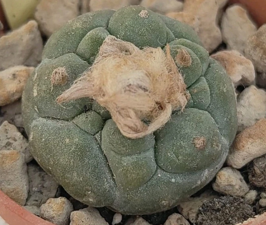 Lophophora koehresii 10 Seeds