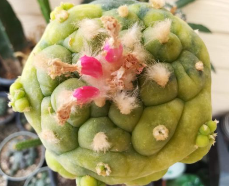 Lophophora Fricii var. Yatagai 10 Seeds