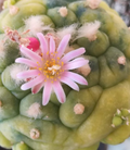 Lophophora Fricii var. Yatagai 10 Seeds