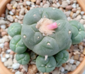 Lophophora Williamsii var.La Perdida Caespitosa 10 Seeds
