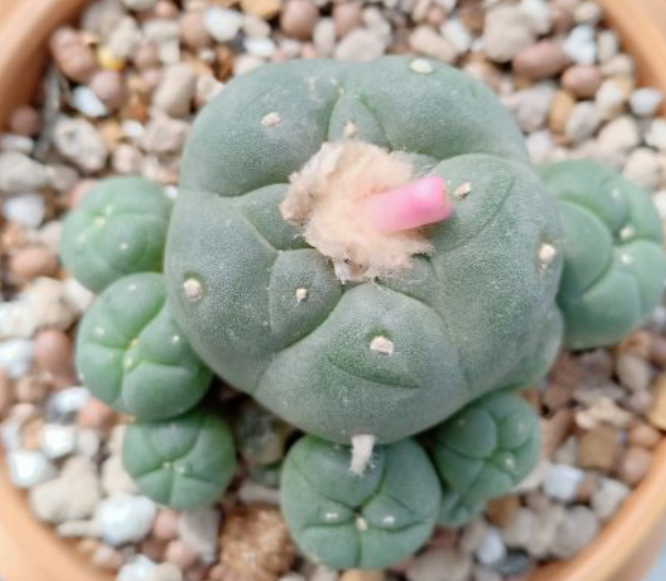 Lophophora Williamsii var.La Perdida Caespitosa 10 Seeds