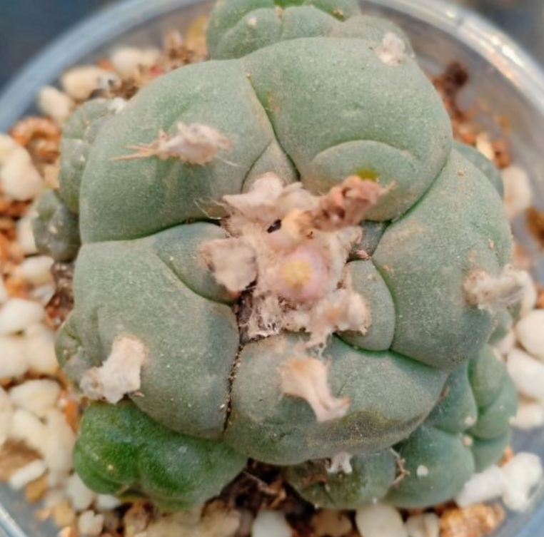 Lophophora Williamsii var.La Perdida Caespitosa 10 Seeds