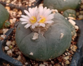 Lophophora Williamsii Sierra De La Paila 10 Seeds