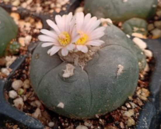 Lophophora Williamsii Sierra De La Paila 10 Seeds