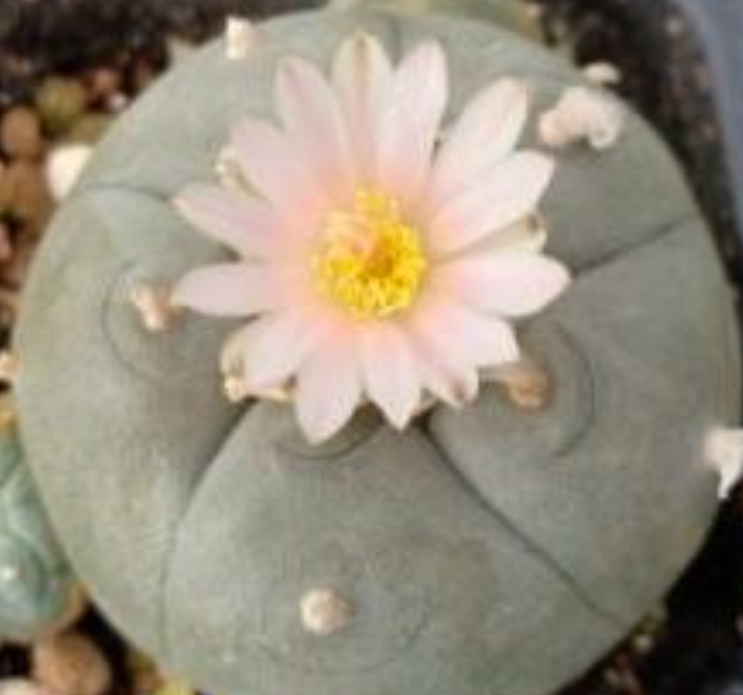 Lophophora Williamsii Sierra De La Paila 10 Seeds