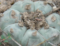 Lophophora Williamsii El Tecolote 10 Seeds