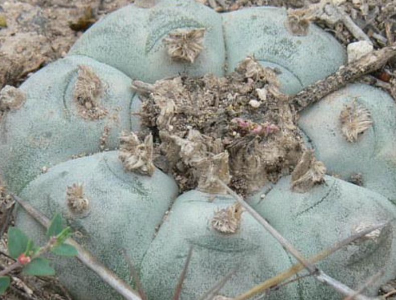 Lophophora Williamsii El Tecolote 10 Seeds