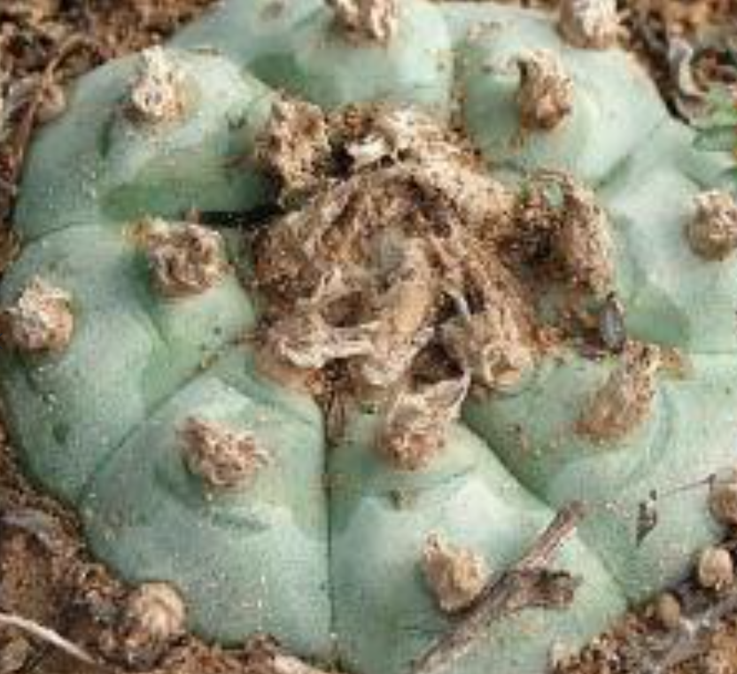 Lophophora Williamsii El Tecolote 10 Seeds