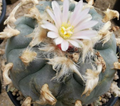 Lophophora Williamsii La Cardona Zacatecas 10 Seeds