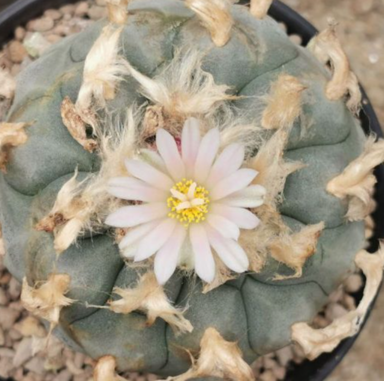 Lophophora Williamsii La Cardona Zacatecas 10 Seeds