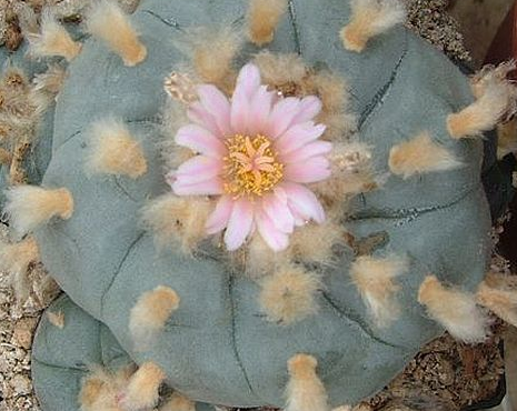 Lophophora Williamsii Coahuila Cuatrocienegas 10 Seeds