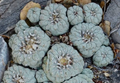 Lophophora Williamsii Coahuila El Amparo 10 Seeds