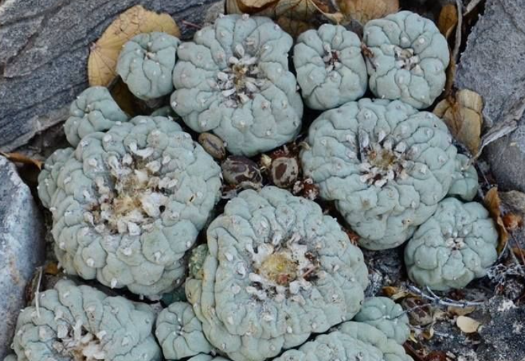 Lophophora Williamsii Coahuila El Amparo 10 Seeds