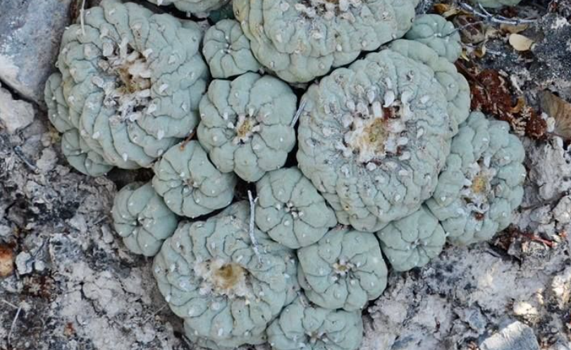 Lophophora Williamsii Coahuila El Amparo 10 Seeds