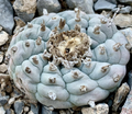 Lophophora Williamsii Coahuila El Oso 10 Seeds