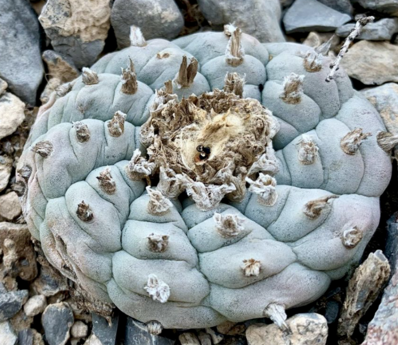 Lophophora Williamsii Coahuila El Oso 10 Seeds