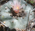 Lophophora Williamsii El Carmen 10 Seeds