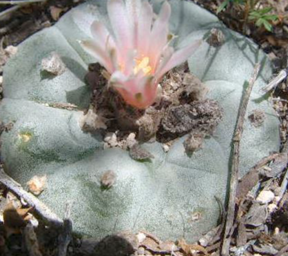 Lophophora Williamsii El Carmen 10 Seeds