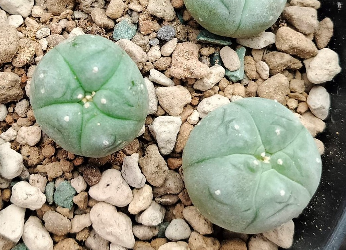 Lophophora Williamsii El Carmen 10 Seeds