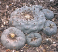 Lophophora Williamsii Starr County 10 Seeds
