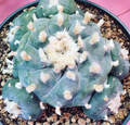 Lophophora Williamsii Texas County variety Big Bend 10 Seeds